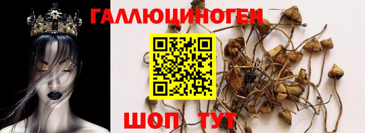 Псилоцибиновые грибы GOLDEN TEACHER Владикавказ